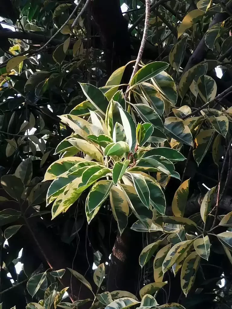 Ficus Elastica Variegata