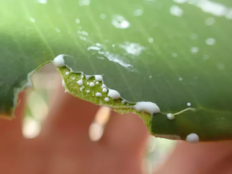 Ficus elastica savia