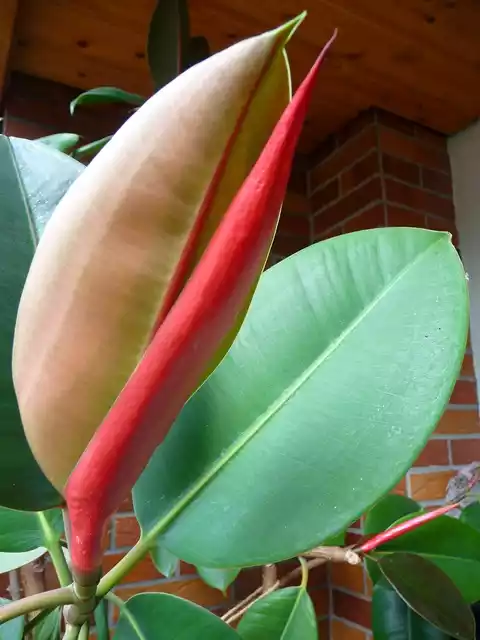 Ficus elastica vaina cubriendo hoja