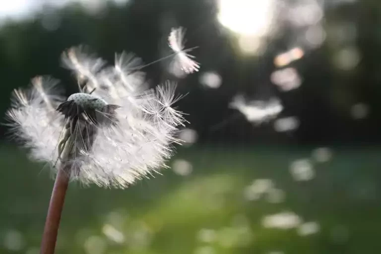 Flor diente de león