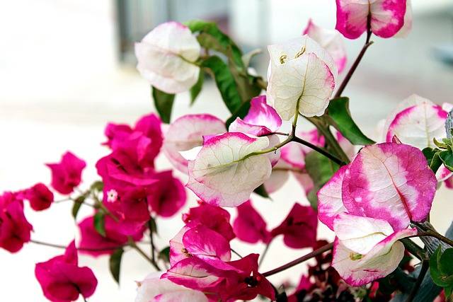 Flores de la bougainvillea