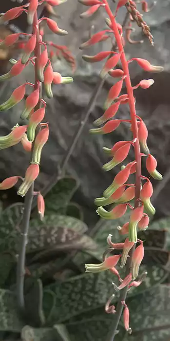 Gasteria flor