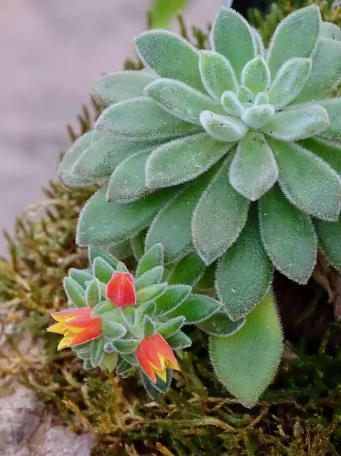 Hecheveria Pilosa Flor