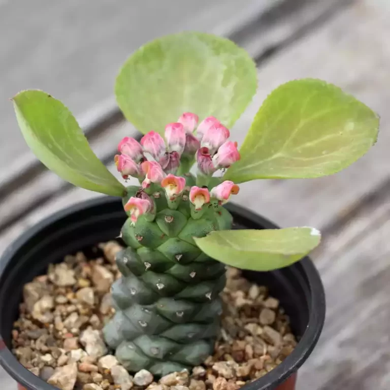 Monadenium