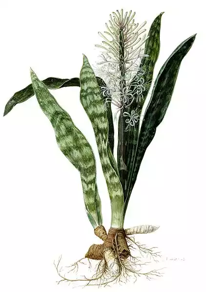 Sansevieria risoma