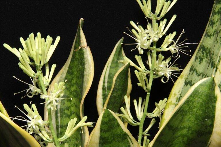 Sansevieria con flores