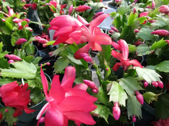 Schlumbergera-truncata
