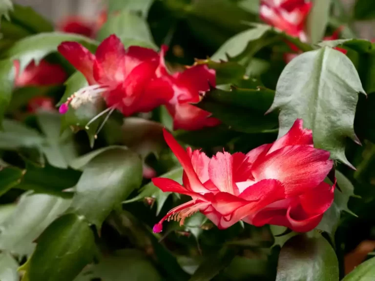 Schlumbergera-truncata