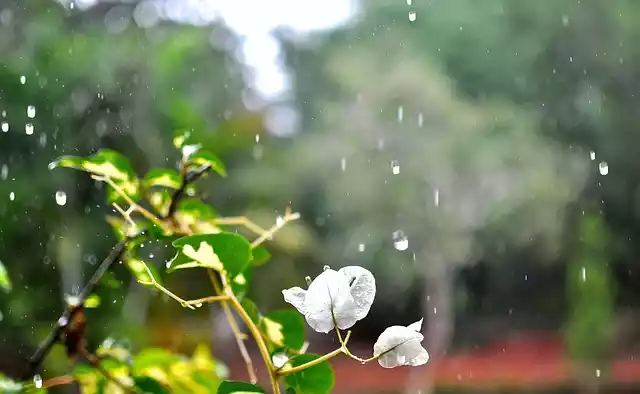 Bougainvillea riego