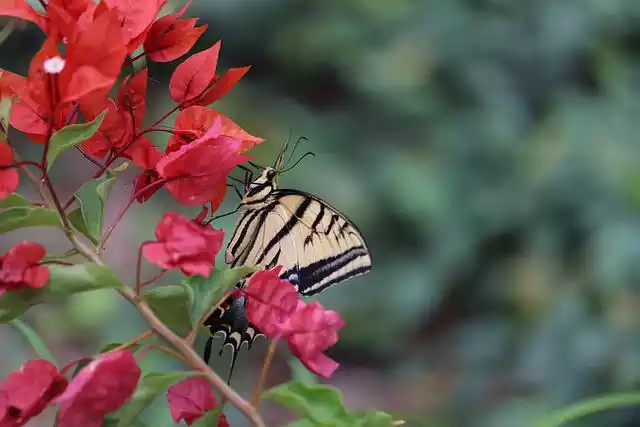 Bugambilia con mariposas