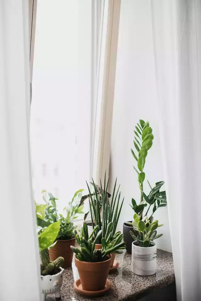 Decoración de verano - plantas