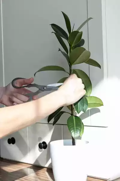 Ficus Cuttings