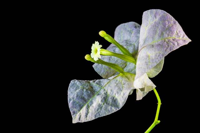 Flor bougainvillea blanca