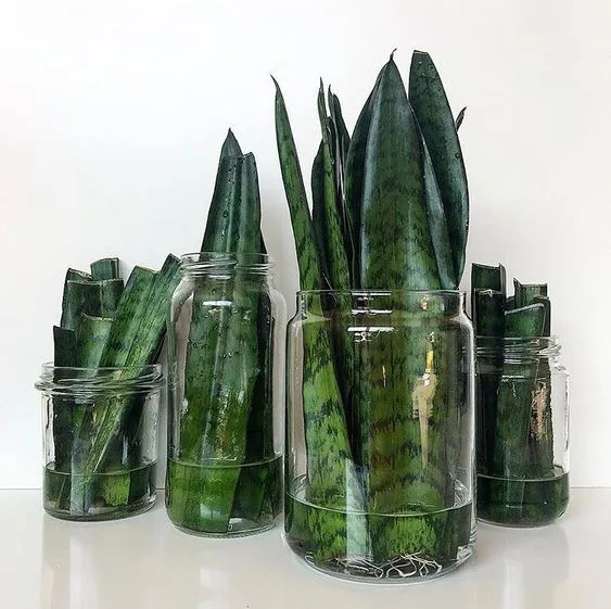 Sansevieria reproduccion