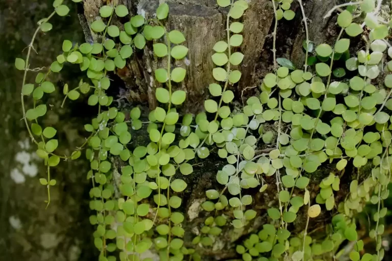 Dischidia nummularia