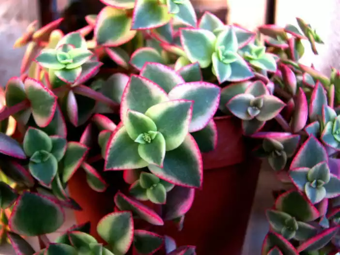 Crassula Pellucida