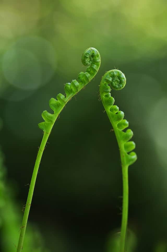 Hoja de helecho