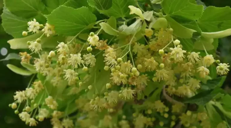 Tilia Cordata