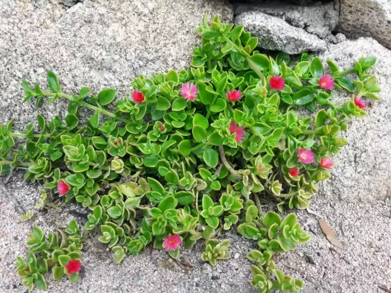 Aptenia Cordifolia