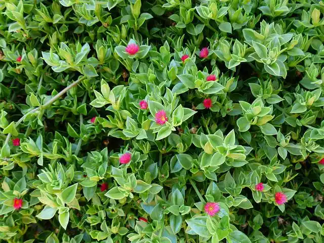 Aptenia Cordifolia