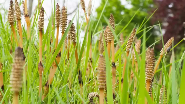 Horsetail