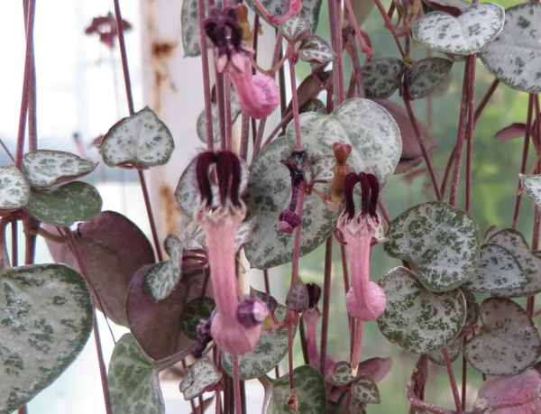 Ceropegia woodii