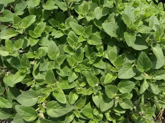 Oregano