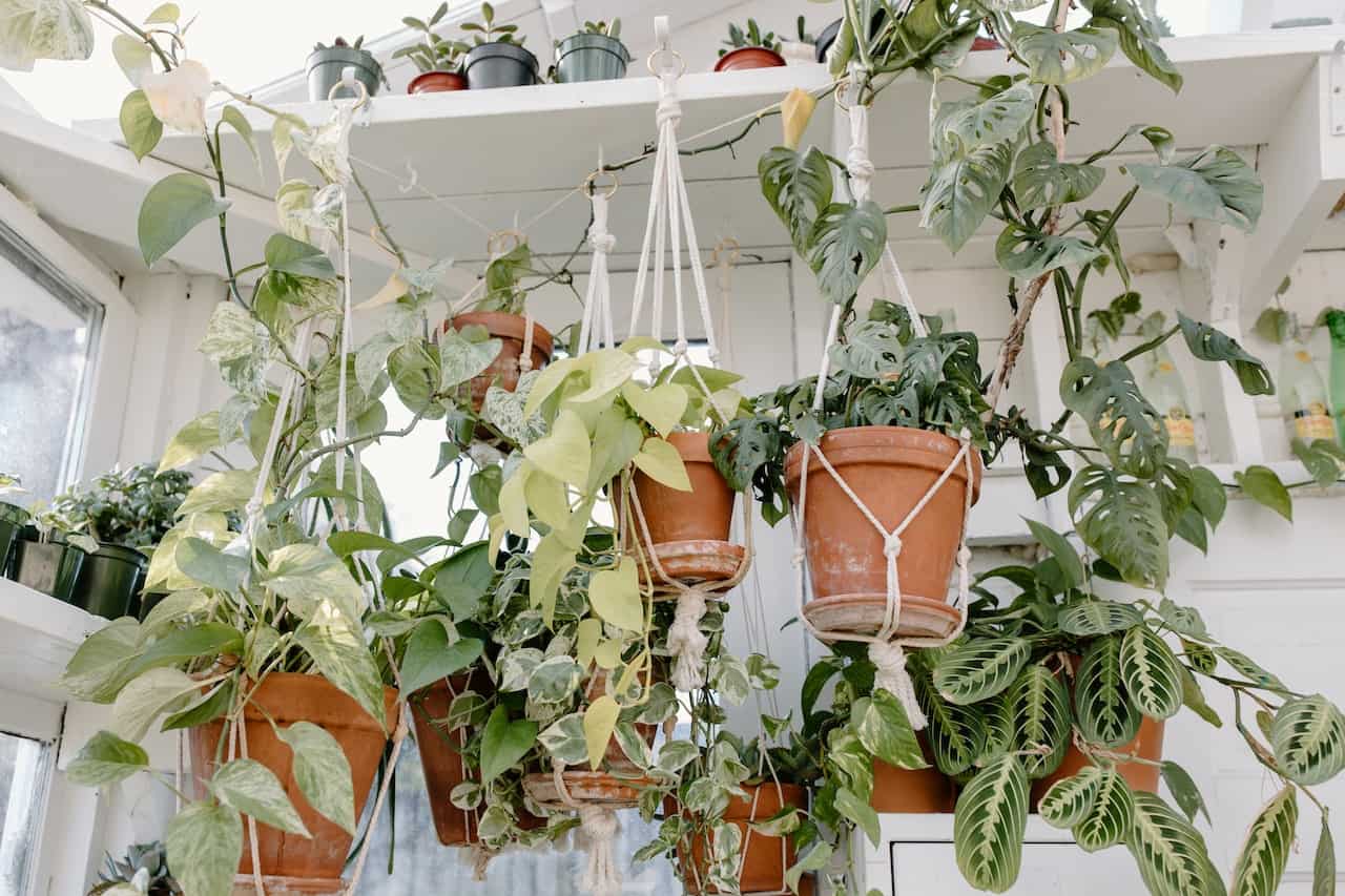 15 plantas colgantes de interior para decorar la casa