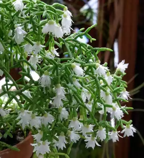 Rhipsalis Ceruscula