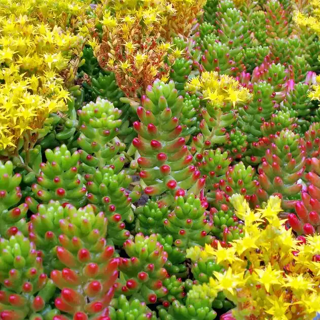 Sedum Jelly Bean