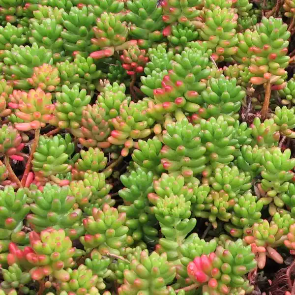 Sedum Rubrotinctum