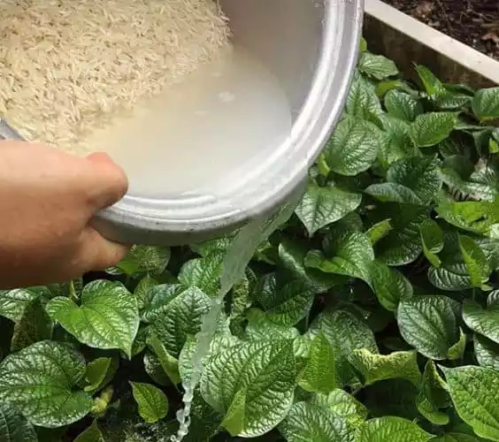 Agua-de-arroz