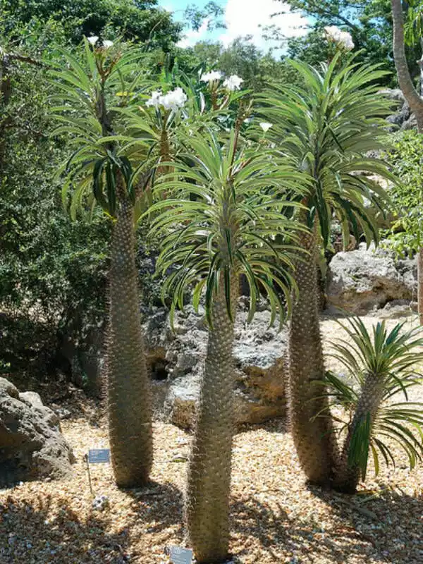 Pachypodium-lamerei