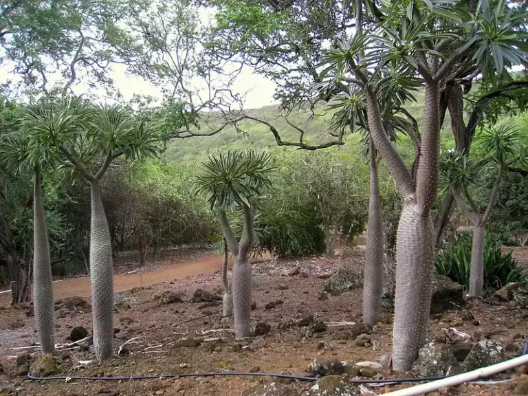 Pachypodium lamerei