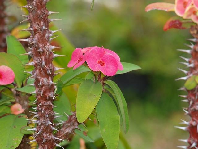 Corona de cristo (euphorbia milii)