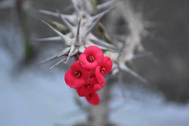 euphorbia milii