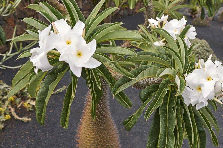 Flore palma madagascar