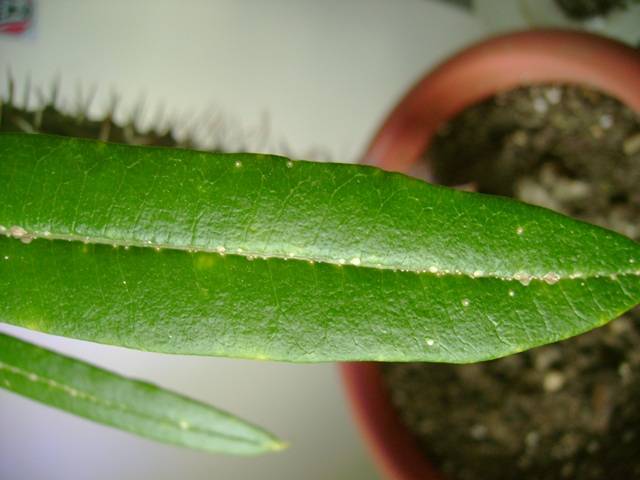 Plagas palma de madagascar