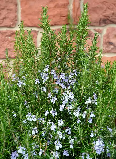 Flores del romero