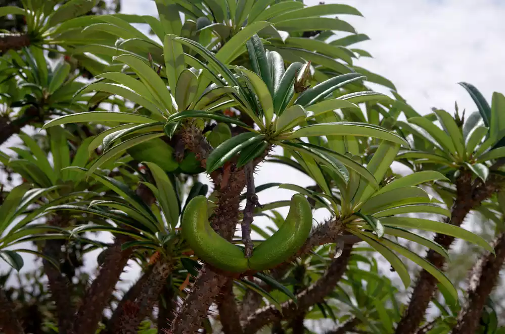 Frutos palma de madagascar