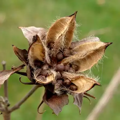 Semilla de hibiscus