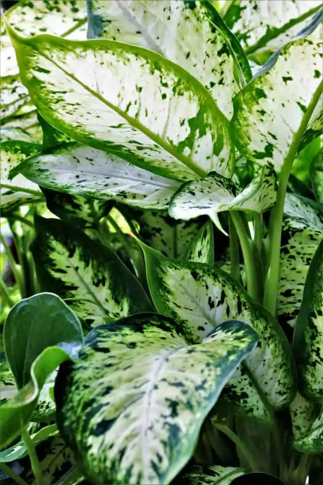 Dieffenbachia amoena