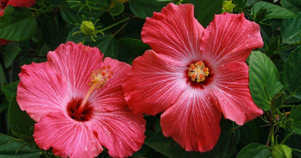 Hibiscus