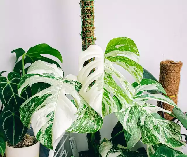 Monstera deliciosa