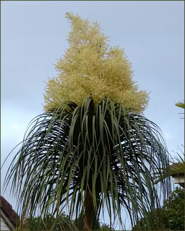 Nolina recurvata flowers