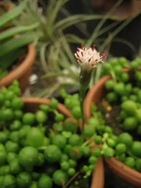 Senecio Rowleyanus Flowers