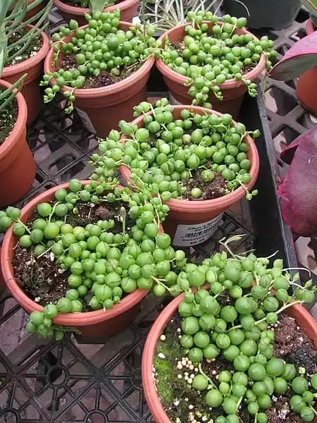 Senecio Rowleyanus