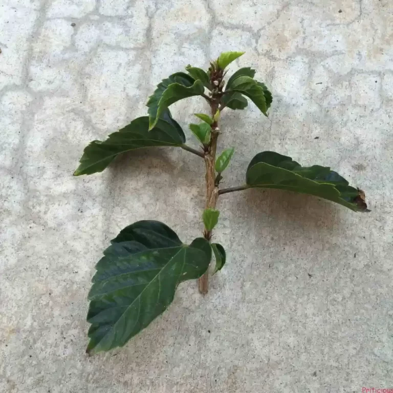 Esqueje de hibiscus