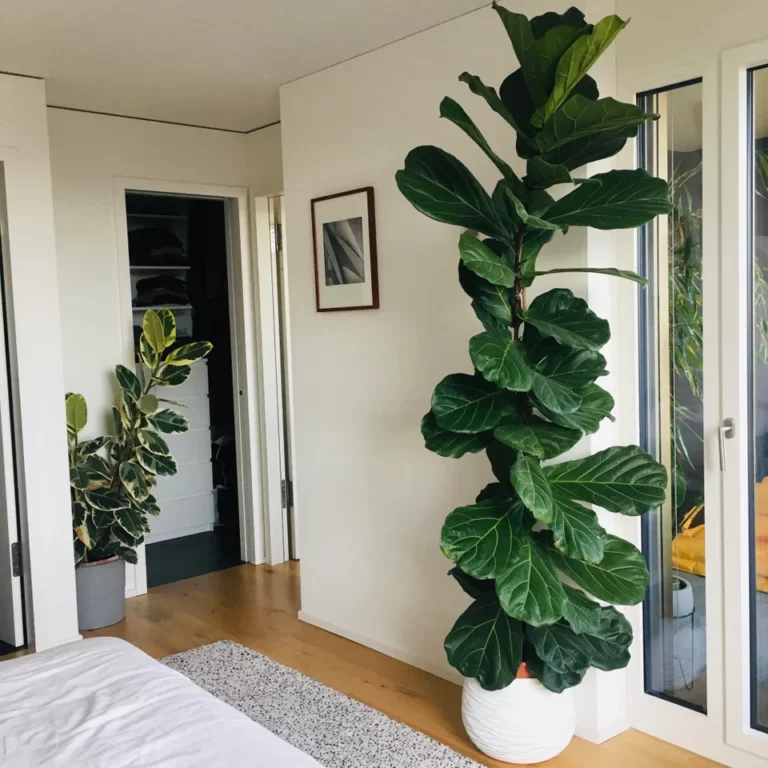 Ficus en habitacion