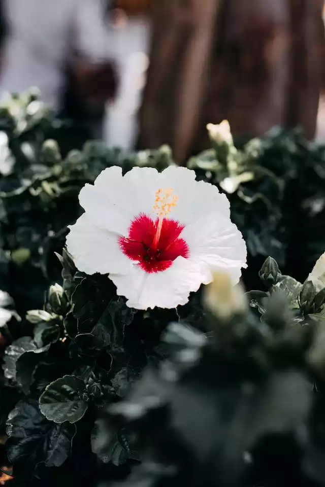 Variedades de hibiscus 2